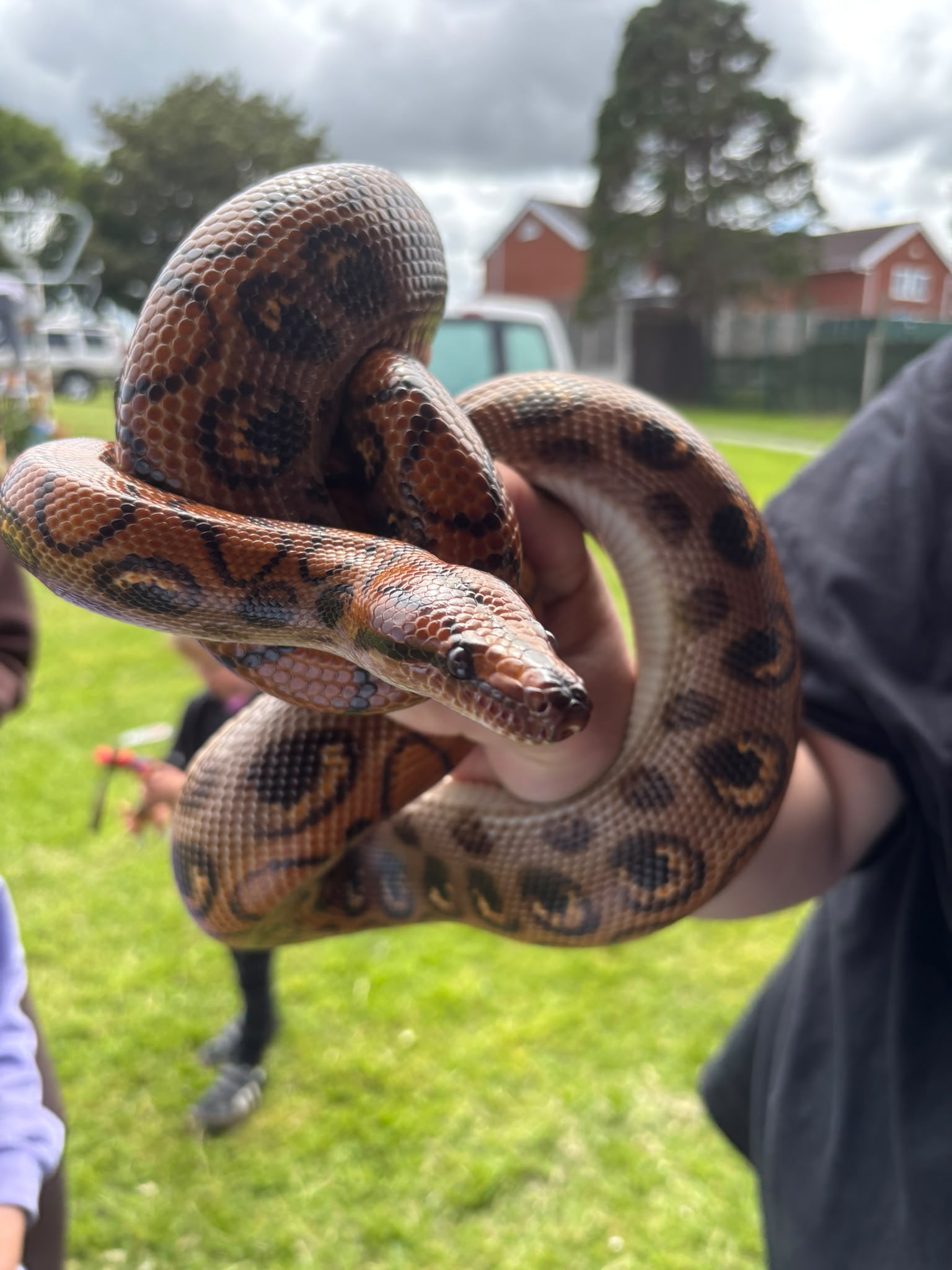 Snake encounter at Credu Connecting Carers Fun Day in Rhuddlan