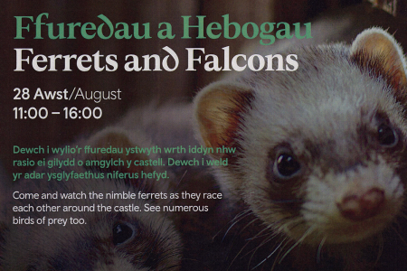 Ferrets & Falcons
