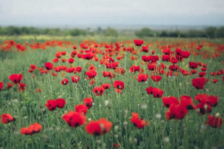 Red Poppy